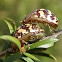 Paropsis pictipennis