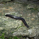 blunt-tailed snake millipede