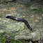 blunt-tailed snake millipede