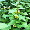 Goldnessel or Yellow Archangel