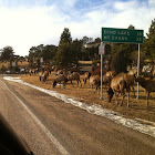 Rocky mountain elk