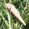 Cone case-moth