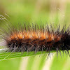 Virginian Tiger Moth Caterpillar