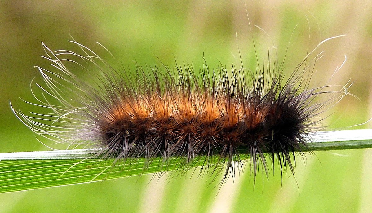 Virginian Tiger Moth Caterpillar