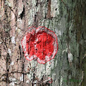 Christmas Wreath Lichen