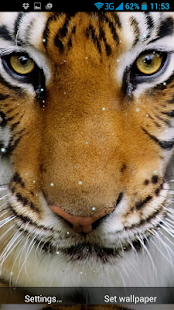Free Download Tiger Live Wallpaper APK for PC