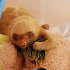 Two Toed Sloth 