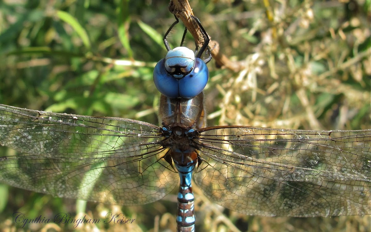 Blue-eyed Darner (male)