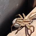 Rabid Wolf Spider