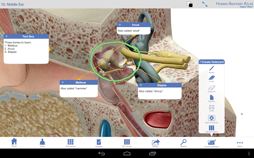 【免費醫療App】Human Anatomy Atlas-APP點子