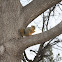 fox squirrel (or eastern fox squirrel, Bryant's fox squirrel)