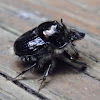 Black Dung Beetle