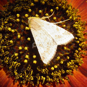 White on Red by Maria Semelevich - Animals Insects & Spiders