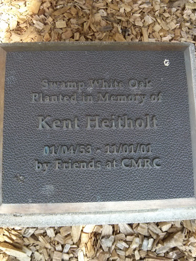 Kent Heitholt Memorial Oak