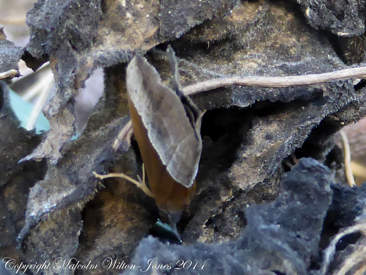 Small (Southern) Snout Moth