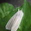 Cattail Moth