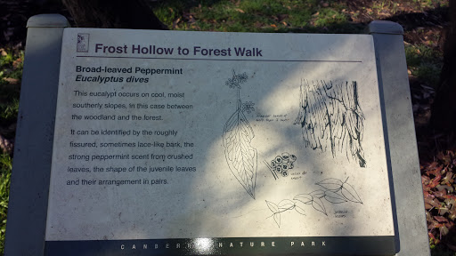 Frost Hollow to Forest Walk Broad Leaved Peppermint Eucalyptus Dives