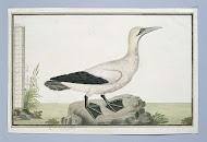 Morus capensis (Kaapse jan-van-gent)