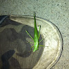 Fork-tailed bush katydid