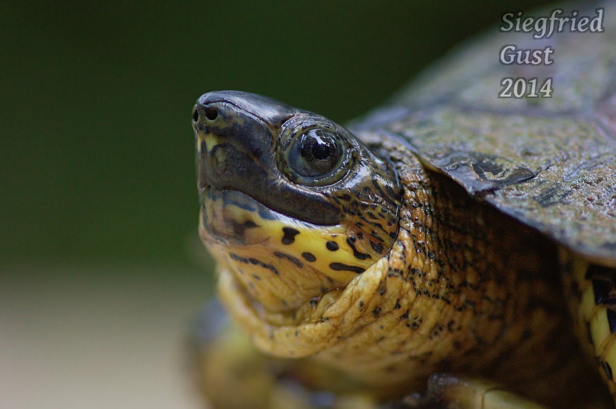 Black River Turtle