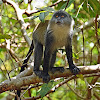 Zanzibar Sykes' monkey