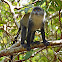 Zanzibar Sykes' monkey
