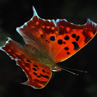 Question Mark butterfly