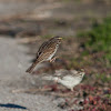 Savannah Sparrow