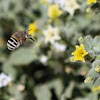 Banded Bee