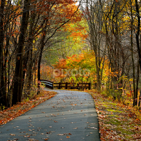 Autumn by Carl Testo - Landscapes Forests