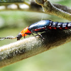 Softwing flower beetle