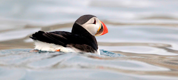 Who doesn't love puffins? A puffin scoots around the waters of Svalbard, Norway. 