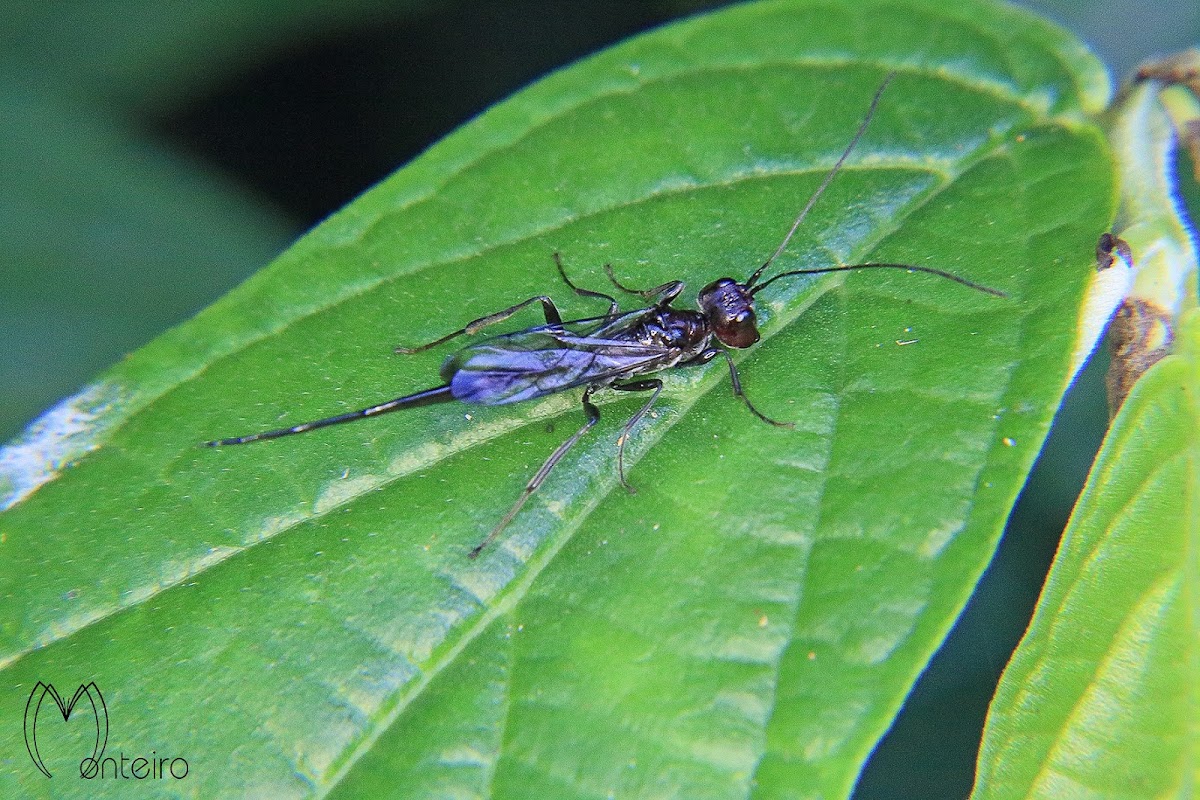 Monomachid wasp (female)