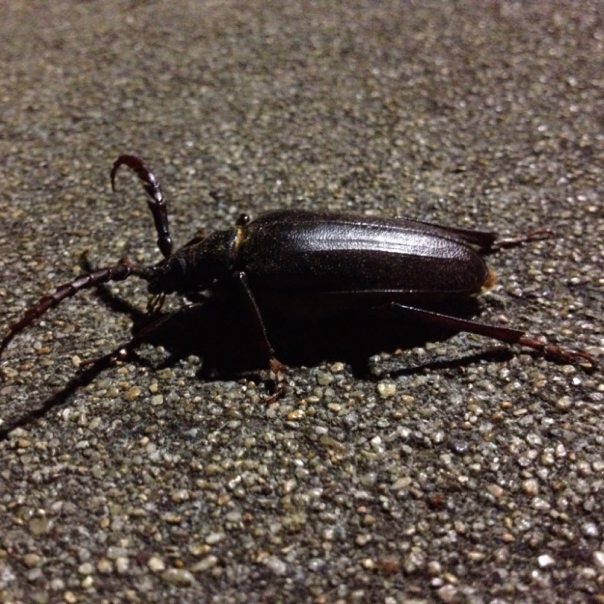 prionus longhorn beetle