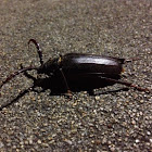 prionus longhorn beetle