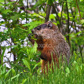 Nibble Time by Judee Schofield - Animals Other