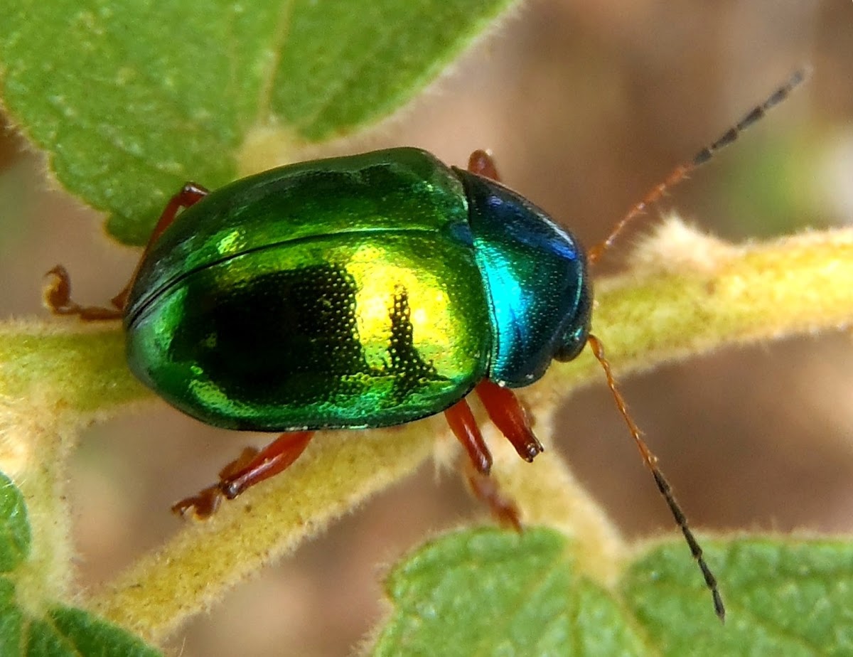 Dogbane beetle, escarabajo, besouro
