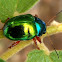 Dogbane beetle, escarabajo, besouro