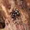 Jumping Spider