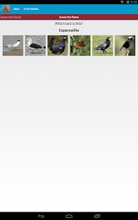 Spanish Birds Sounds Screenshots 5