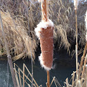 Broad Leafed Cattail