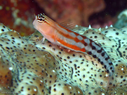 A Fiji Clown Blenny on a Black-banded Sea Cucumber in Beqa Lagoon, Fiji