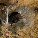 Cave spider