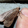 Cooper Underwing Moth
