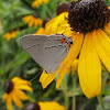 Acadian Hairstreak Butterfly