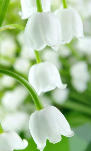 【免費娛樂App】Snowdrops HD Wallpaper-APP點子