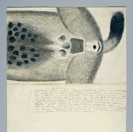 Crocuta crocuta (Spotted hyena)