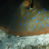 Bluespotted ribbontail ray