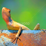 Hey click me #2 by Asif Bora -  