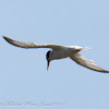 Little Tern; Charrancito